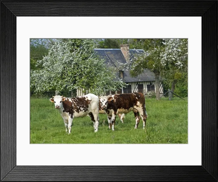Framed Print : Cattle - Normande Breed - two cows in field with cottage behind. France Framed Print : Cattle - Normande Breed - two cows in field with cottage behind. France