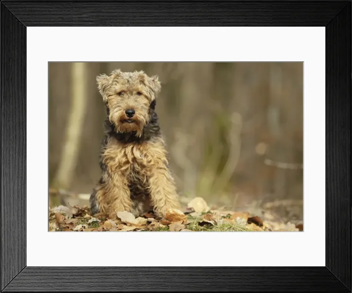 Framed Print : Welsh Terrier Framed Print : Welsh Terrier