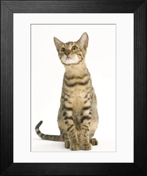 Framed Print : Cat - Bengal in studio Framed Print : Cat - Bengal in studio
