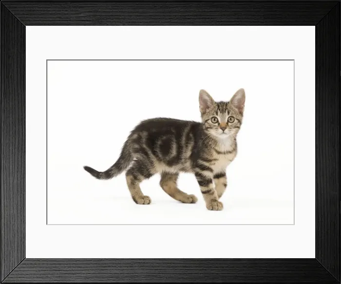 Framed Print : Cat - tabby kitten in studio Framed Print : Cat - tabby kitten in studio