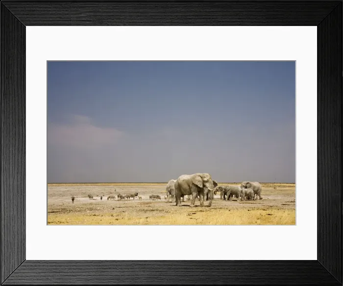 Framed Print : African Elephant - wide angle view at a water hole with plains game - Etosha National Park - Namibia - Africa Framed Print : African Elephant - wide angle view at a water hole with plains game - Etosha National Park - Namibia - Africa