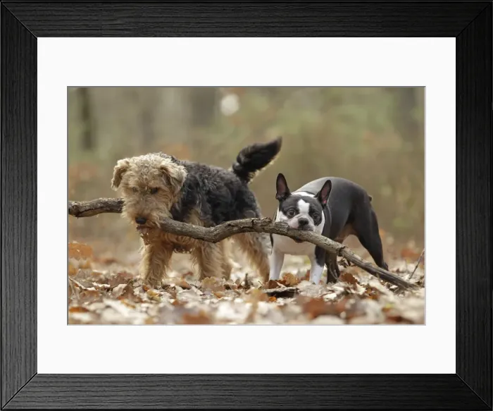Framed Print : Welsh Terrier Framed Print : Welsh Terrier