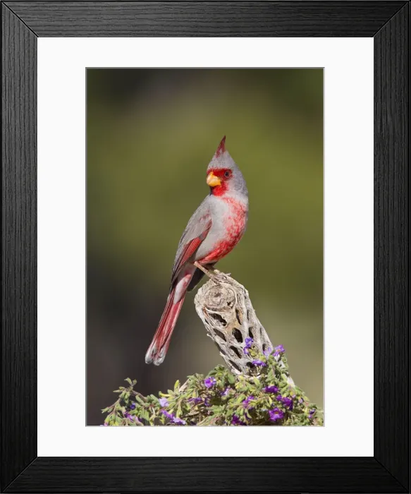 Framed Print : Pyrrhuloxia - male - distribution: southwestern United States and northern Mexico - March in Arizona - USA Framed Print : Pyrrhuloxia - male - distribution: southwestern United States and northern Mexico - March in Arizona - USA