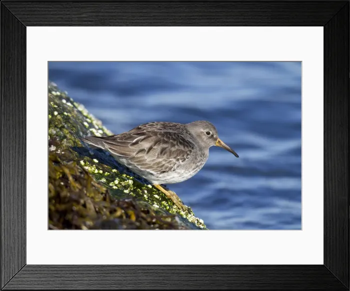 Framed Print : Purple Sandpiper - Barnegat Light - New Jersey - USA in February Framed Print : Purple Sandpiper - Barnegat Light - New Jersey - USA in February