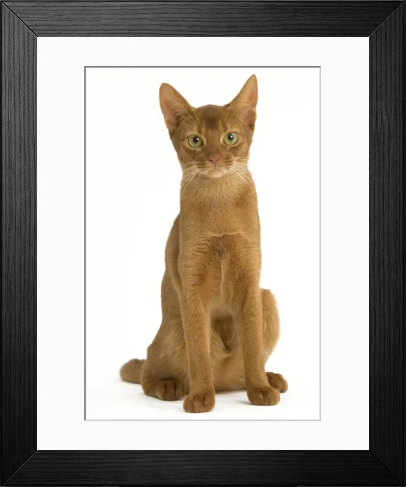 Framed Print : Cat - Abyssinian Sorrel in studio Framed Print : Cat - Abyssinian Sorrel in studio