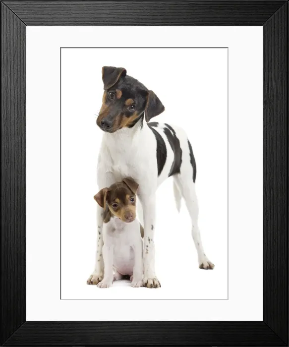 Framed Print : Dog - Brazilian Terrier - adult & puppy in studio Framed Print : Dog - Brazilian Terrier - adult & puppy in studio