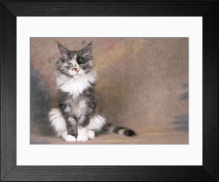 Framed Print : Maine Coon Cat - kitten sitting Framed Print : Maine Coon Cat - kitten sitting