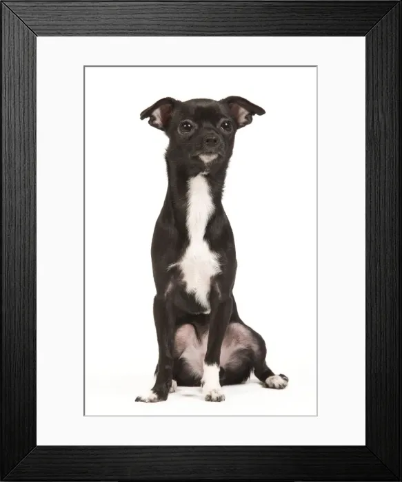 Framed Print : Dog - short-haired Chihuahua in studio - 9 month old pupppy Framed Print : Dog - short-haired Chihuahua in studio - 9 month old pupppy
