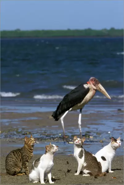Cats - on the Island of Lamu - Indian Ocean