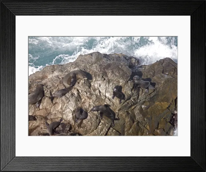 Framed Print : South American Fur Seal - resting on rocks Framed Print : South American Fur Seal - resting on rocks