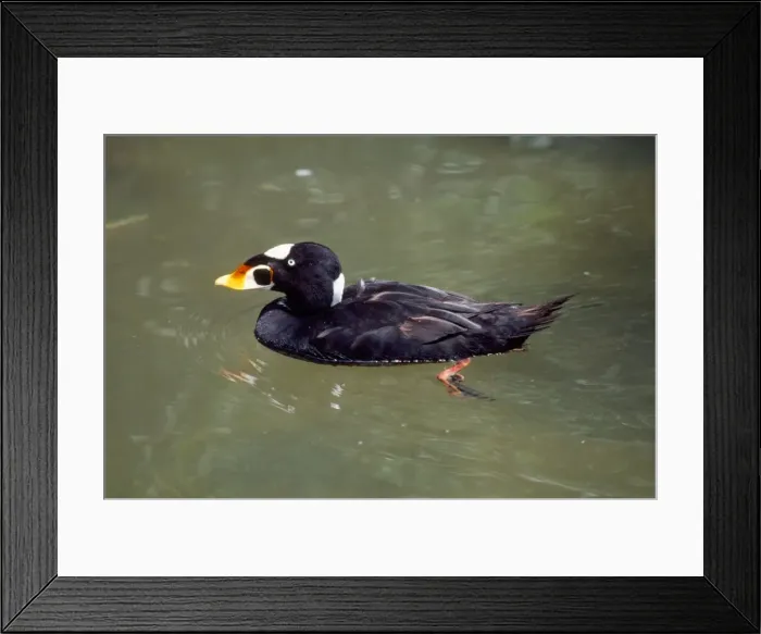 Framed Print : Surf Scoter Duck - male Framed Print : Surf Scoter Duck - male