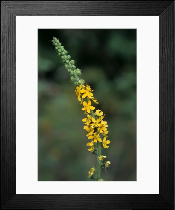 Framed Print : Agrimony. ME-1688. Agrimony / Agremony. Agrimonia eupatoria Framed Print : Agrimony. ME-1688. Agrimony / Agremony. Agrimonia eupatoria