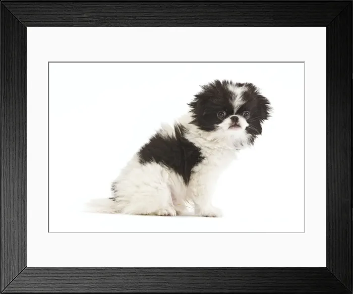 Framed Print : Dog - Japanese Chin / Spaniel - puppy in studio Framed Print : Dog - Japanese Chin / Spaniel - puppy in studio
