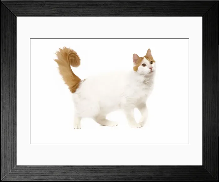 Framed Print : Cat - Turkish Van in studio Framed Print : Cat - Turkish Van in studio