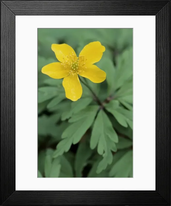 Framed Print : Yellow wood anemone - Buttercup anemone Framed Print : Yellow wood anemone - Buttercup anemone