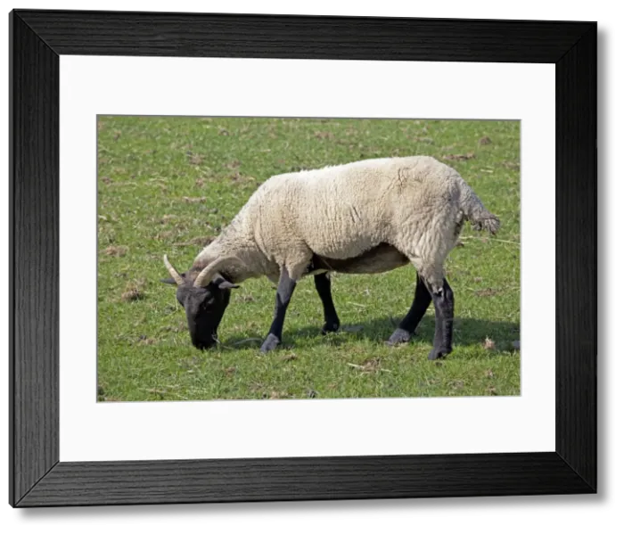 Framed Print : Norfolk horn black faced sheep - grazing - Cotswold Farm Park - UK Framed Print : Norfolk horn black faced sheep - grazing - Cotswold Farm Park - UK