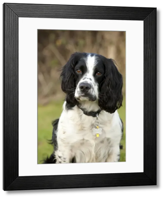 Framed Print : Dog - rescued Black and White Spaniel - Waterloo Kennels - Stoke Orchard - Cheltenham - UK Framed Print : Dog - rescued Black and White Spaniel - Waterloo Kennels - Stoke Orchard - Cheltenham - UK
