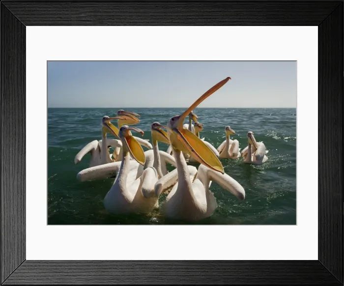 Framed Print : Great White Pelicans on the water - with beak open - Atlantic Ocean - Namibia - Africa Framed Print : Great White Pelicans on the water - with beak open - Atlantic Ocean - Namibia - Africa