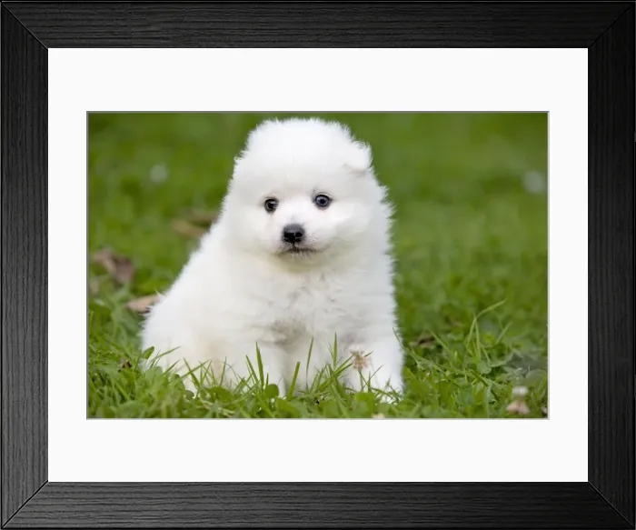 Framed Print : Dog - Japanese Spitz Framed Print : Dog - Japanese Spitz