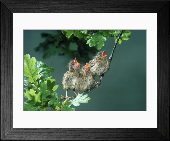 Framed Print : Eurasian Robin - young Framed Print : Eurasian Robin - young