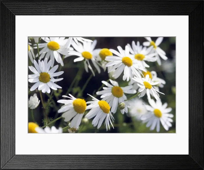 Framed Print : German Chamomile flowers Framed Print : German Chamomile flowers