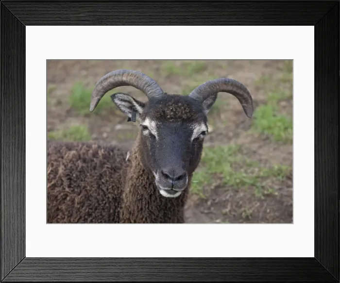Framed Print : Head of Soay sheep - Cotswold Farm Park - Temple Guiting - UK Framed Print : Head of Soay sheep - Cotswold Farm Park - Temple Guiting - UK