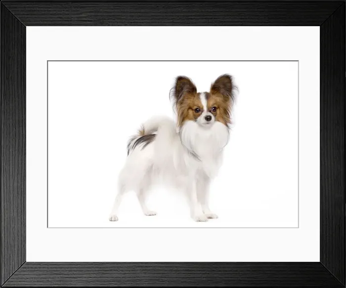 Framed Print : Dog - Papillon Framed Print : Dog - Papillon