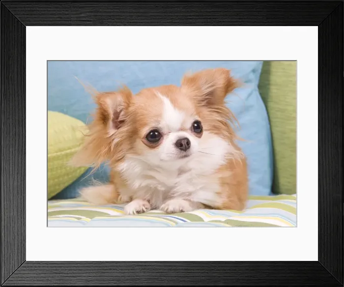 Framed Print : Dog - Long-haired Chihuahua Framed Print : Dog - Long-haired Chihuahua