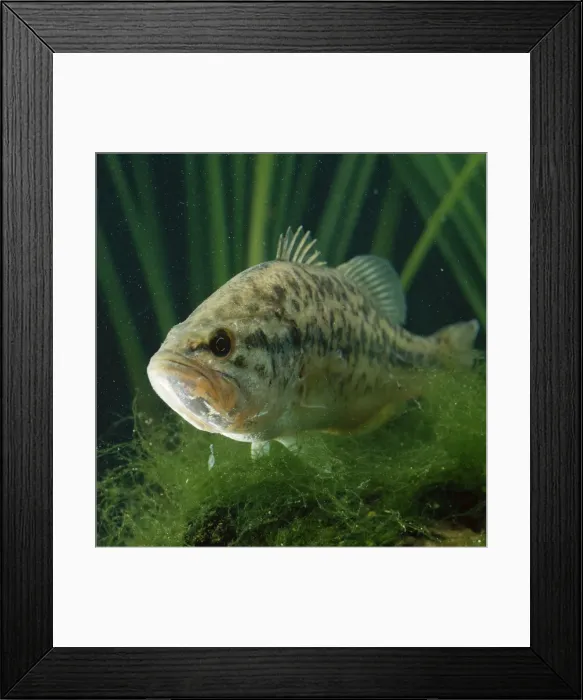 Framed Print : Black Bass LA 165 © J M Labat / ARDEA LONDON Framed Print : Black Bass LA 165 © J M Labat / ARDEA LONDON