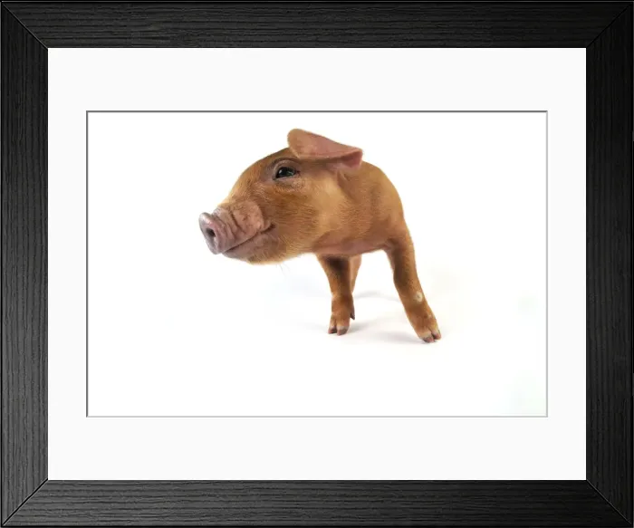 Framed Print : Pig. Duroc piglet on white background Framed Print : Pig. Duroc piglet on white background