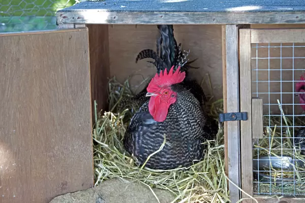 Scots Dumpy Cockerel - rare breed chicken - Farm Park - Cotswolds - UK