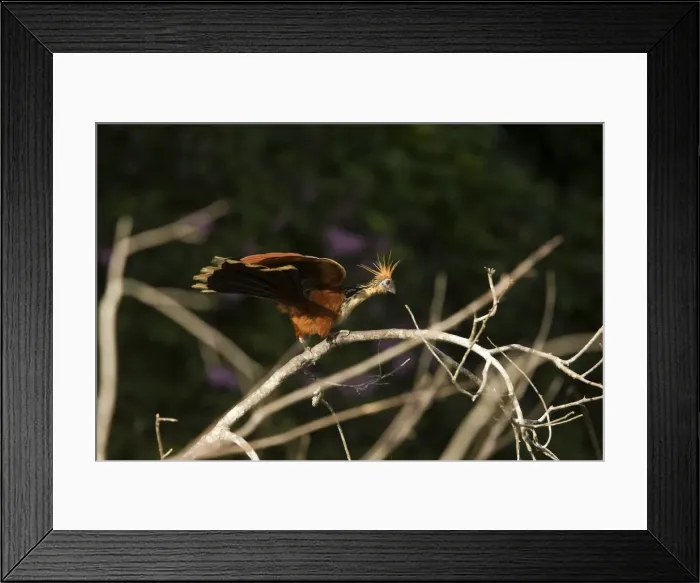Framed Print : Hoatzin. Manu National Park - Peru Framed Print : Hoatzin. Manu National Park - Peru