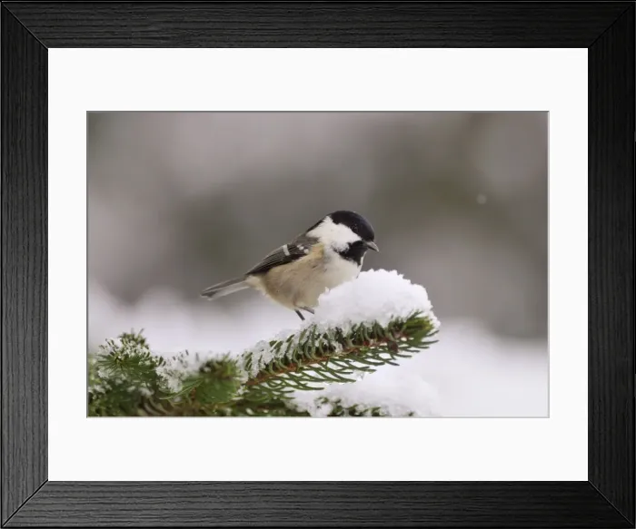 Framed Print : BIRD. Coal tit Framed Print : BIRD. Coal tit