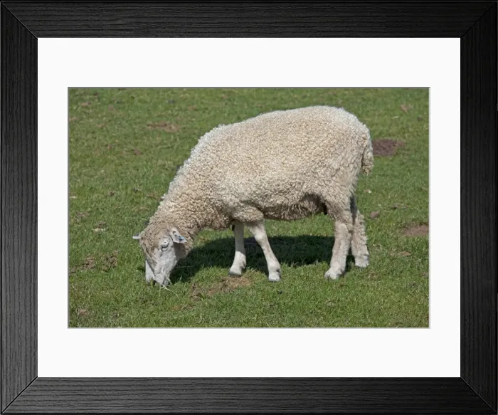 Framed Print : Cotswold Sheep - grazing - Cotswold Farm Park - Gloucestershire - UK Framed Print : Cotswold Sheep - grazing - Cotswold Farm Park - Gloucestershire - UK