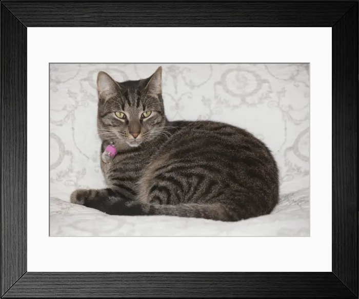 Framed Print : Cat - Tabby Cat - lying on bed UK Framed Print : Cat - Tabby Cat - lying on bed UK