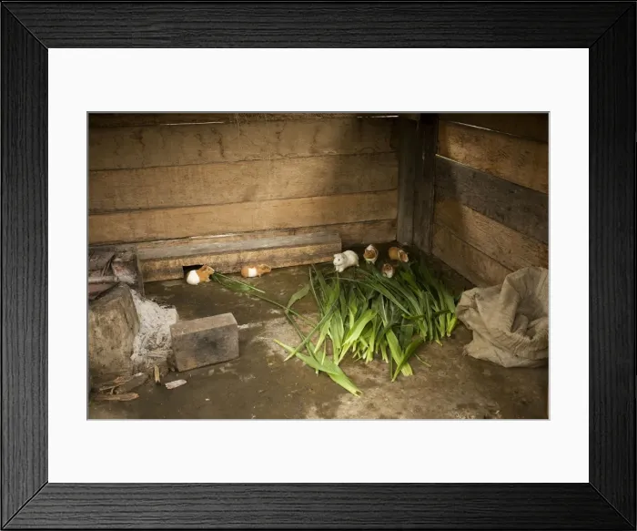 Framed Print : Guinea Pigs - in captivity for human consumption. Peru Framed Print : Guinea Pigs - in captivity for human consumption. Peru
