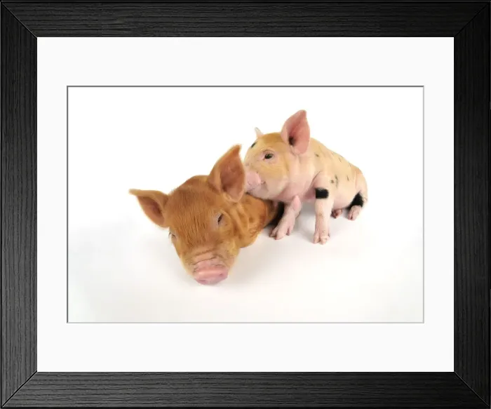 Framed Print : Pig. Kune Kune piglets on white background Framed Print : Pig. Kune Kune piglets on white background