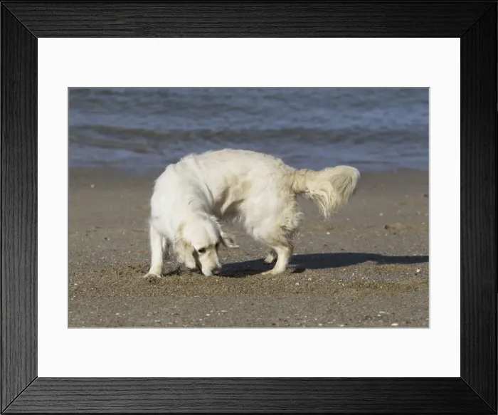Framed Print : Dog - Golden Retreiver digging / playing on beach Framed Print : Dog - Golden Retreiver digging / playing on beach