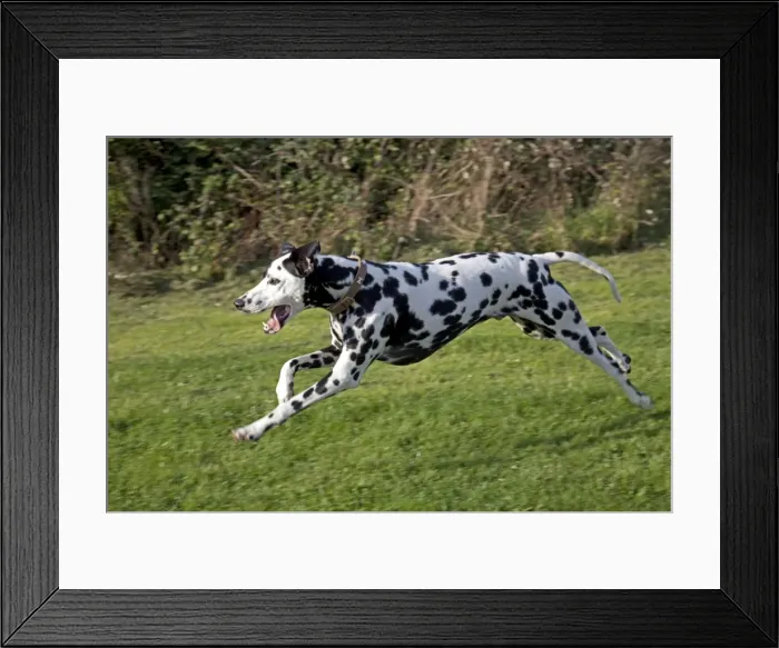 Framed Print : Spotted Black & White Dalmation - running - Waterloo Kennels - Cheltenham - UK Framed Print : Spotted Black & White Dalmation - running - Waterloo Kennels - Cheltenham - UK