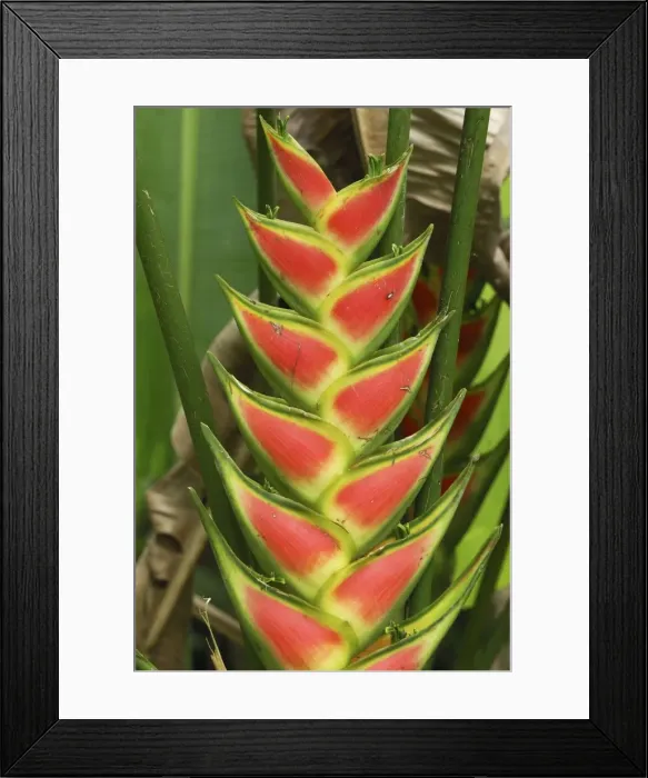 Framed Print : Heliconia Flower Bastimentos National Park Bocas del Toro, Panama Framed Print : Heliconia Flower Bastimentos National Park Bocas del Toro, Panama