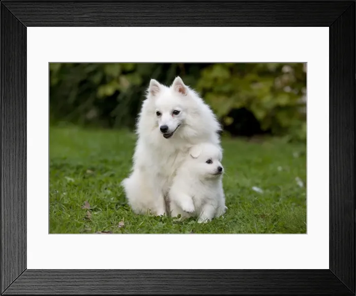 Framed Print : Dog - Japanese Spitz Framed Print : Dog - Japanese Spitz