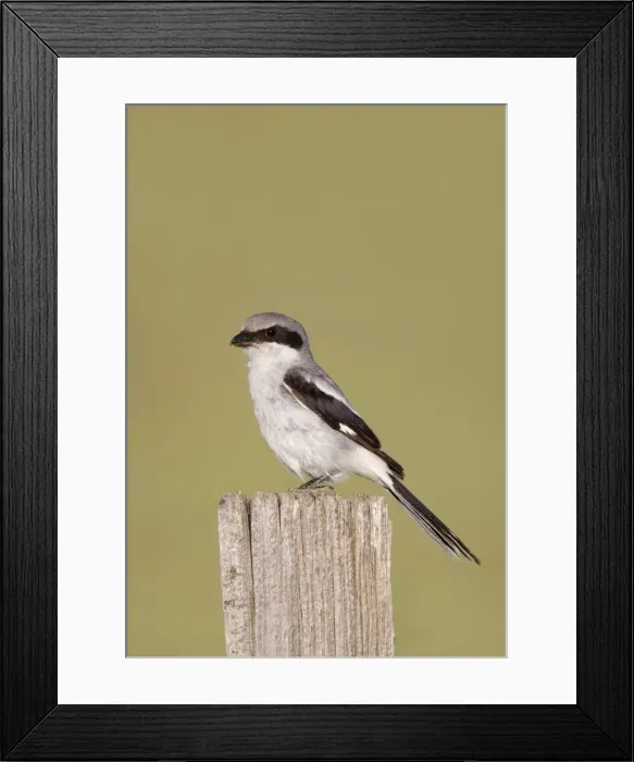 Framed Print : Loggerhead Shrike - Pawnee Grasslands - Colorado in July - USA Framed Print : Loggerhead Shrike - Pawnee Grasslands - Colorado in July - USA