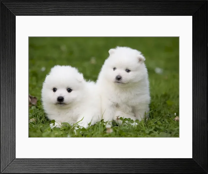 Framed Print : Dog - Japanese Spitz Framed Print : Dog - Japanese Spitz