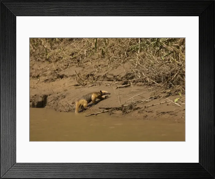 Framed Print : Tamandua - coming out of water. Manu National Park - Peru Framed Print : Tamandua - coming out of water. Manu National Park - Peru