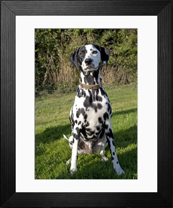 Framed Print : Dog - Spotted Black & White Dalmation - sitting down - Waterloo Kennels - Cheltenham - UK Framed Print : Dog - Spotted Black & White Dalmation - sitting down - Waterloo Kennels - Cheltenham - UK