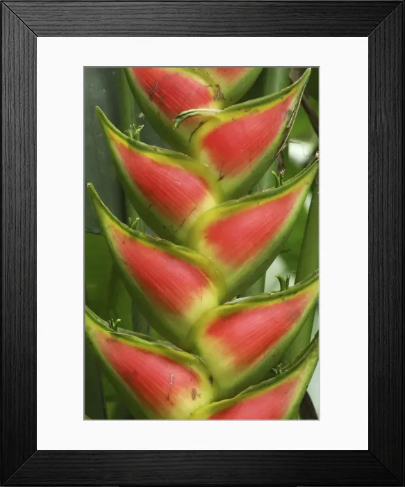 Framed Print : Heliconia Flower Bastimentos National Park Bocas del Toro, Panama Framed Print : Heliconia Flower Bastimentos National Park Bocas del Toro, Panama