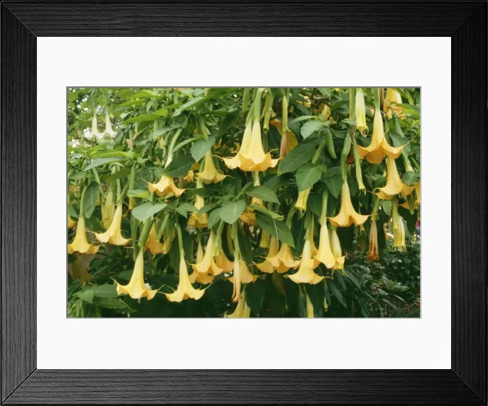 Framed Print : Brugmansia / Angel Trumpet KFO 1450 Flower 10” long, garden plant, small tree, Ecuador Brugmansia Aurea © Kenneth W. Fink / ARDEA LONDON Framed Print : Brugmansia / Angel Trumpet KFO 1450 Flower 10” long, garden plant, small tree, Ecuador Brugmansia Aurea © Kenneth W. Fink / ARDEA LONDON