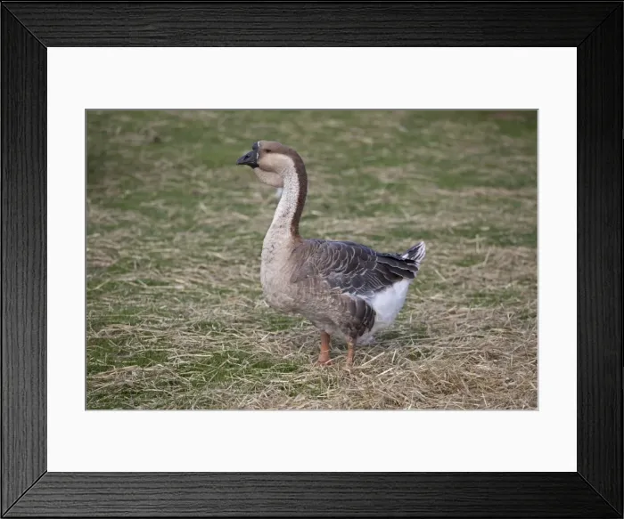 Framed Print : African Goose - with knobbed bill and dewlap - Cotswold Farm Park Temple Guiting - UK Framed Print : African Goose - with knobbed bill and dewlap - Cotswold Farm Park Temple Guiting - UK