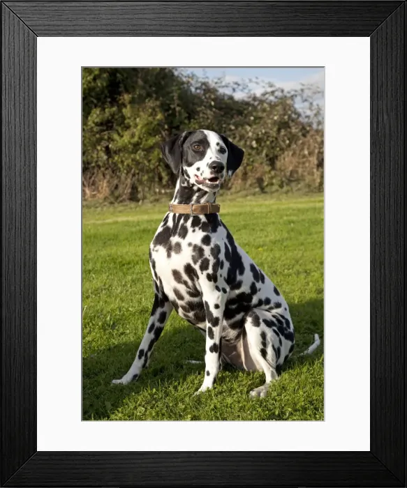 Framed Print : Dog - Spotted Black & White Dalmation - sitting down - Waterloo Kennels - Cheltenham - UK Framed Print : Dog - Spotted Black & White Dalmation - sitting down - Waterloo Kennels - Cheltenham - UK