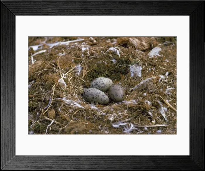Framed Print : Glaucous Gull - nest with eggs - Victoria Island Canada Framed Print : Glaucous Gull - nest with eggs - Victoria Island Canada